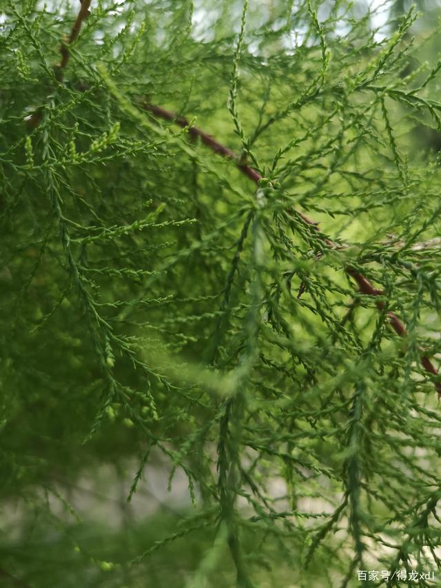 韭菜莲花的养殖方法：掌握要领，养出繁茂花海