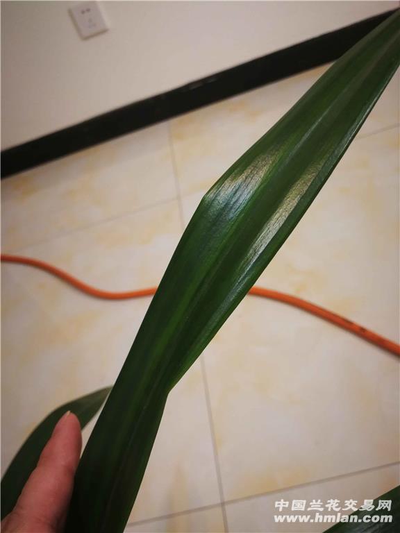 盆栽如何养百合 - 专业植物养殖园丁指南
