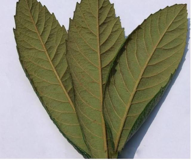 苦瓜的种植方法