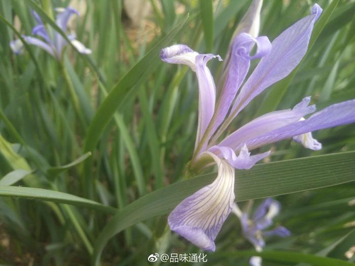 ### 麒麟植物养殖方法 ### 麒麟植物养殖方法