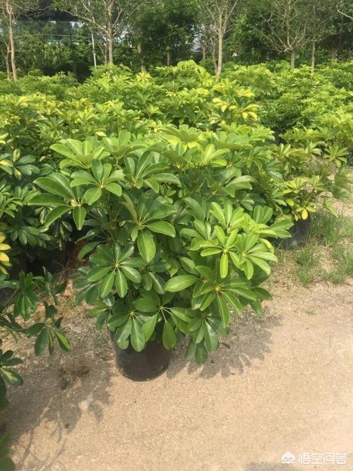 康乃馨可否扦插？探索高效繁殖方法
