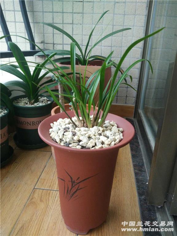 香菇的养殖方法：掌握技巧，轻松培育美味