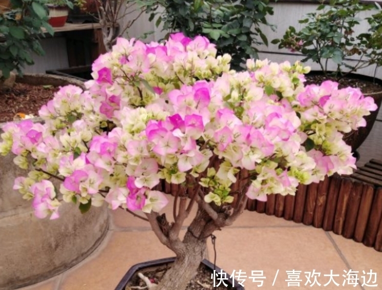 荷兰豆种植方法：掌握关键步骤，实现丰收