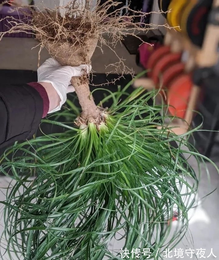 盆栽茉莉扦插：掌握技巧，轻松繁殖美丽花朵