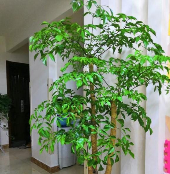 萝卜的种植方法和视频：掌握要领，轻松种植