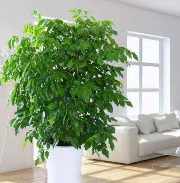 幸福树施肥方法：科学施肥，让幸福树茁壮成长