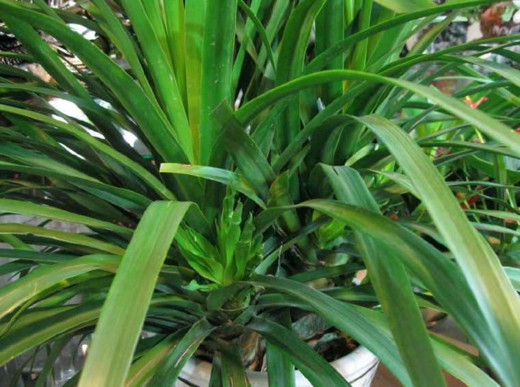 罗勒种植方法：打造你的私家香草园