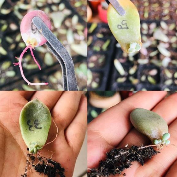 驱蚊草的种植方法