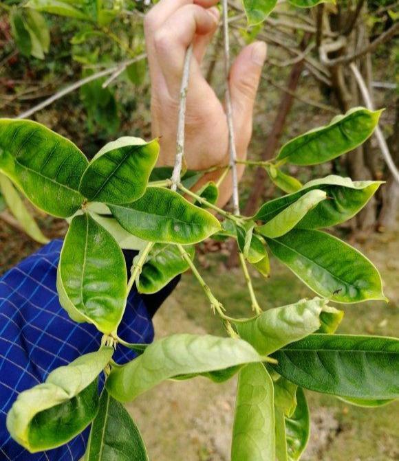 菠菜种植方法：打造绿色健康菜园