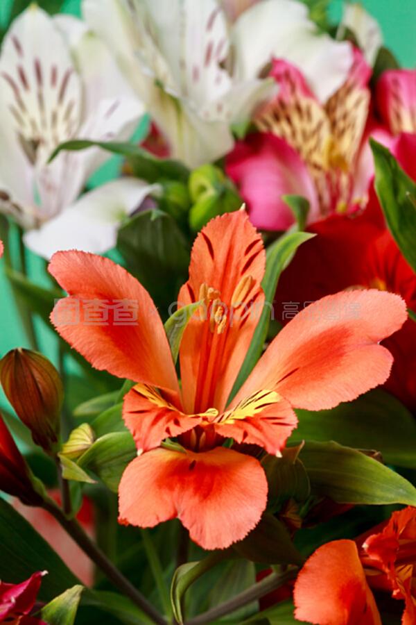 月季花室内养殖方法