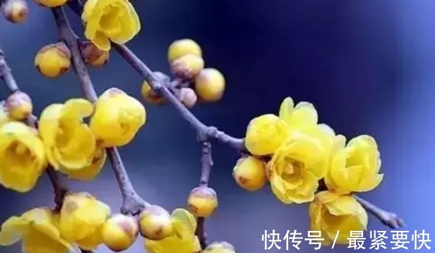 柚子怎么种植小盆栽：家庭园艺新选择