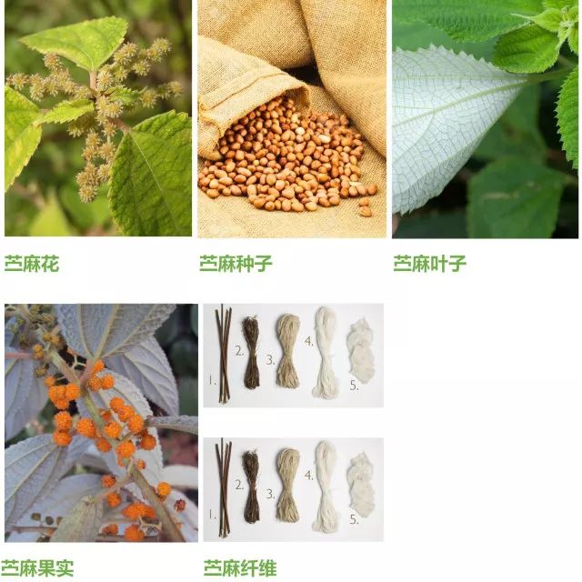 迎春花盆景的制作方法