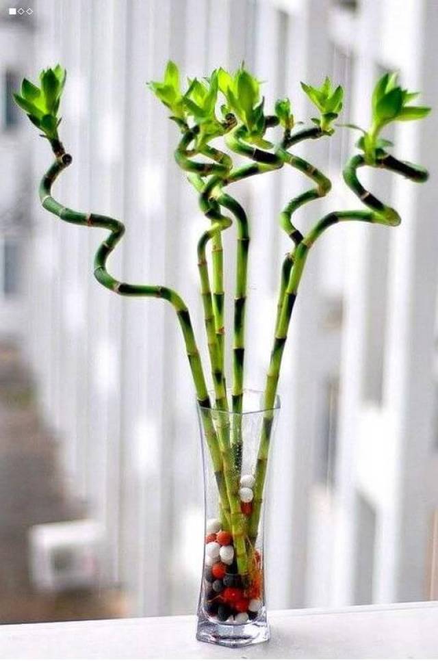 家养虾方法：在家享受海鲜的乐趣