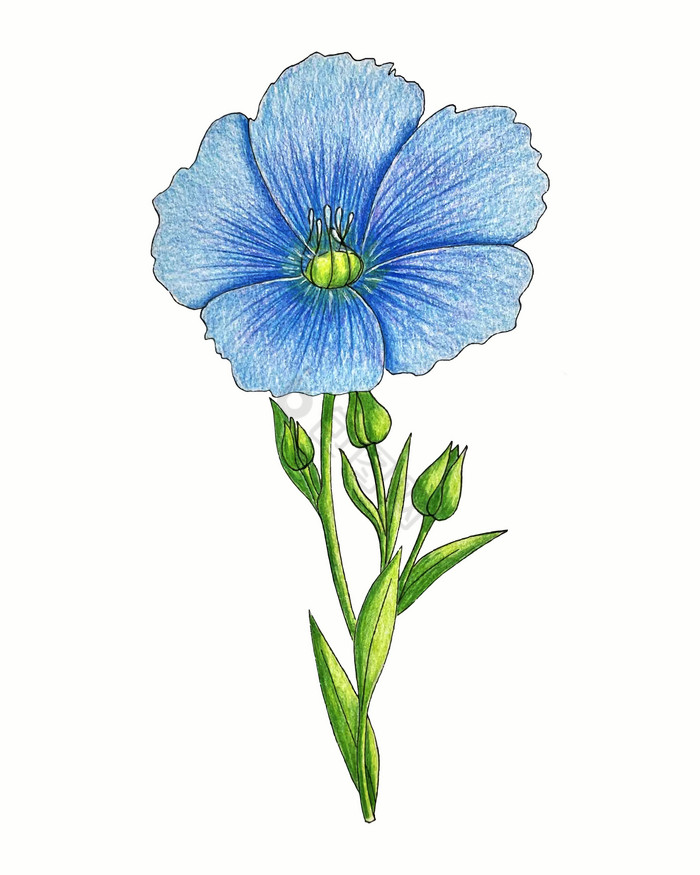 长寿花插扦方法：养植爱好者必备指南