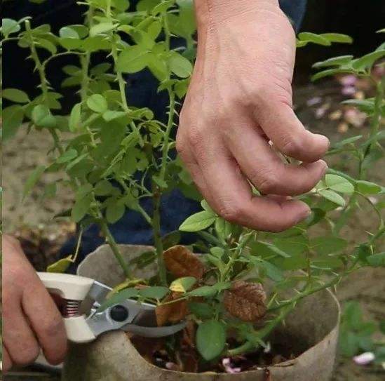 逃蜜蜂方法：如何巧妙应对蜜蜂侵扰