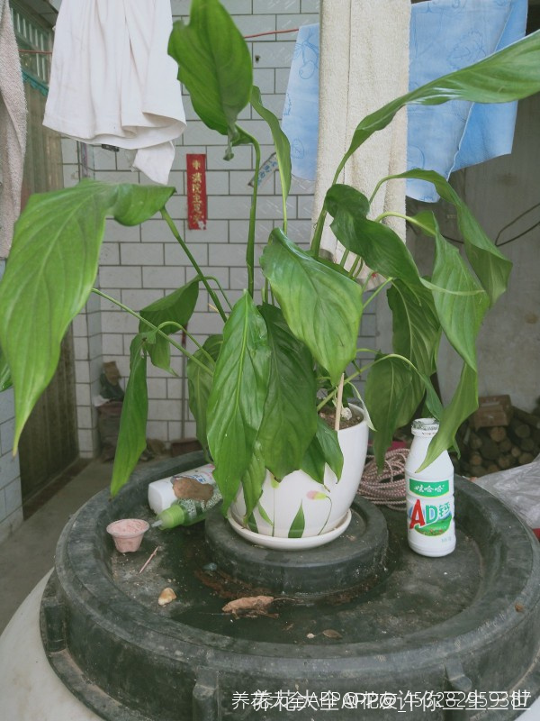 甜椒的种植方法：掌握关键步骤，收获丰硕果实