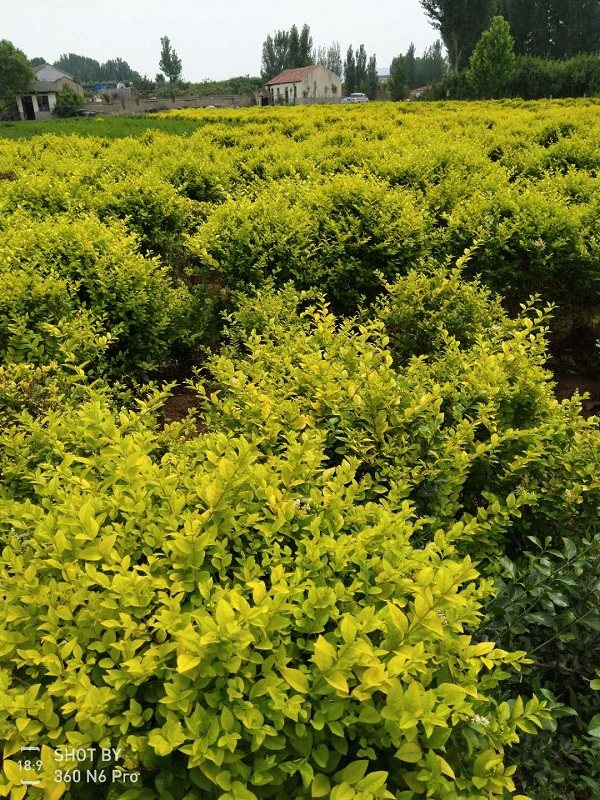 板栗南瓜怎么种植方法：种植技巧与要点