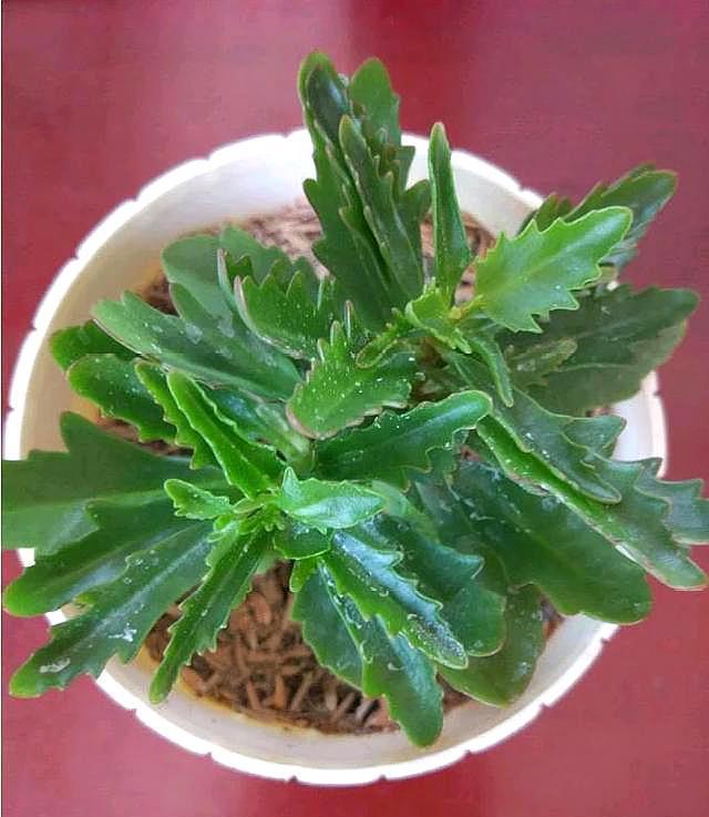 盆栽月季修剪图解：养花达人的必备指南