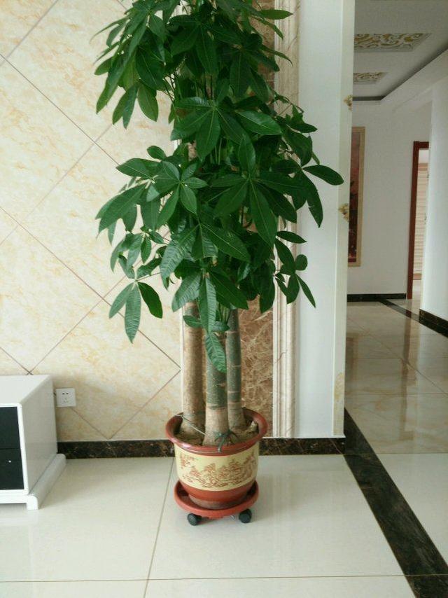 植物三角梅的养植方法