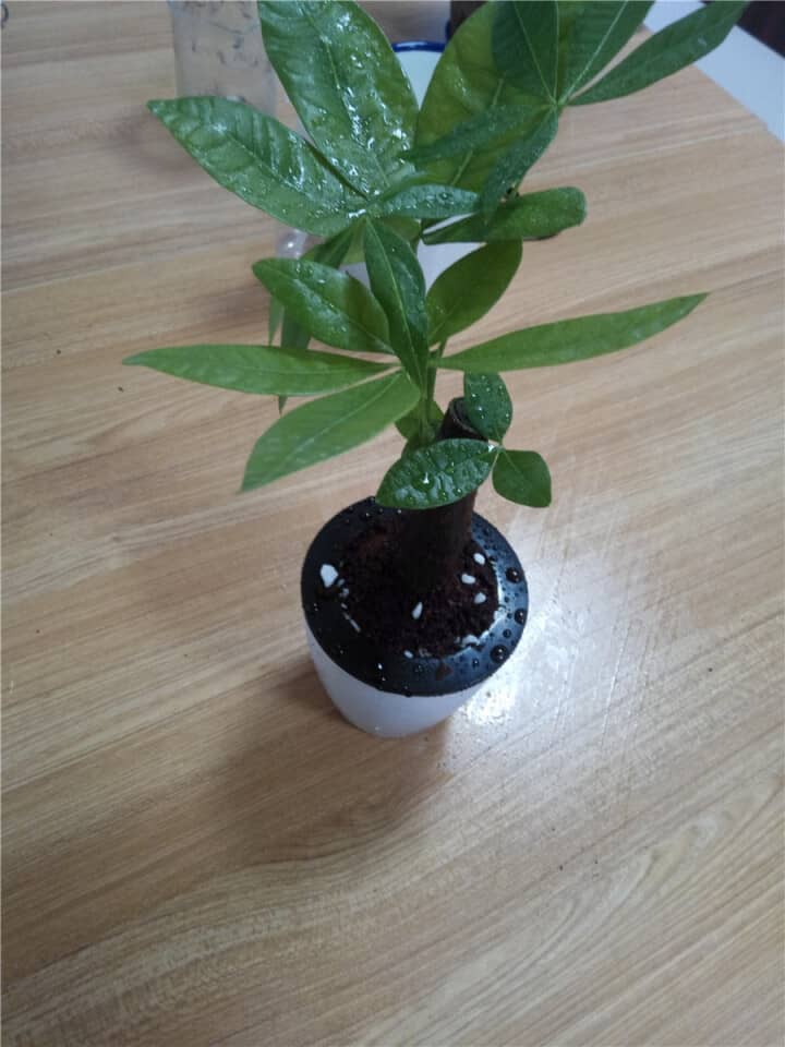 ### 木耳菜种植时间和方法
