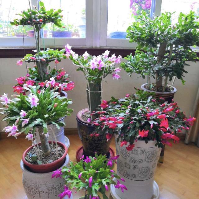 多肉生根方法：掌握技巧，轻松养好多肉植物