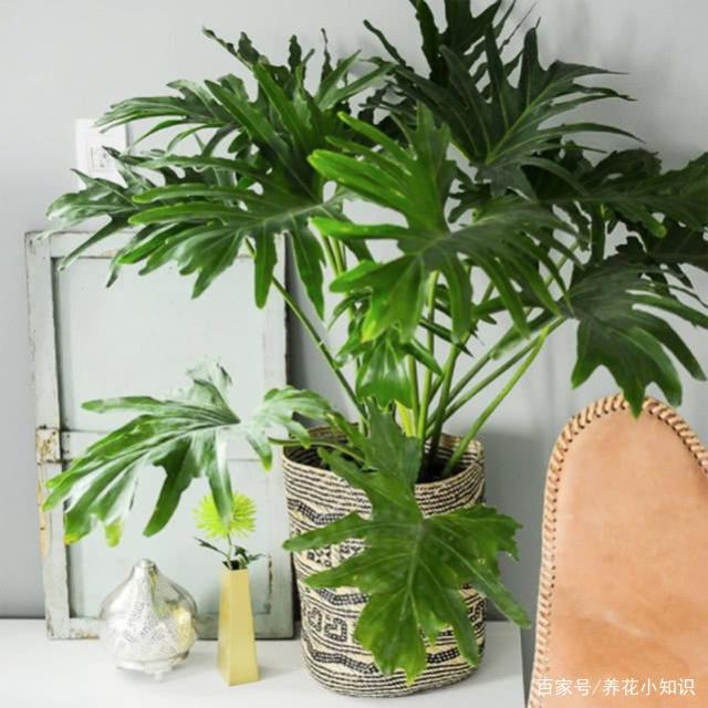 草本花卉盆栽：为您的生活增添色彩