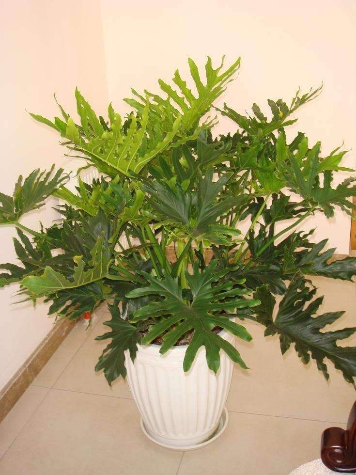秋菠菜种植时间和方法：秋季蔬菜养护指南