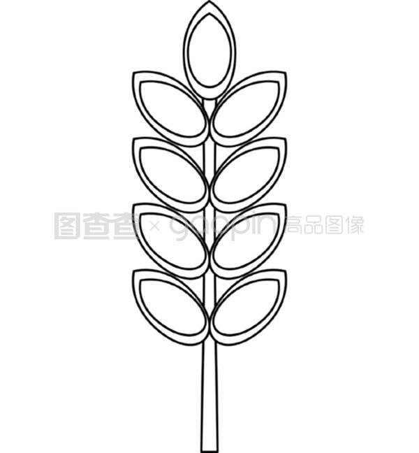 桑葚树的种植方法：从选种到收获的全面指南