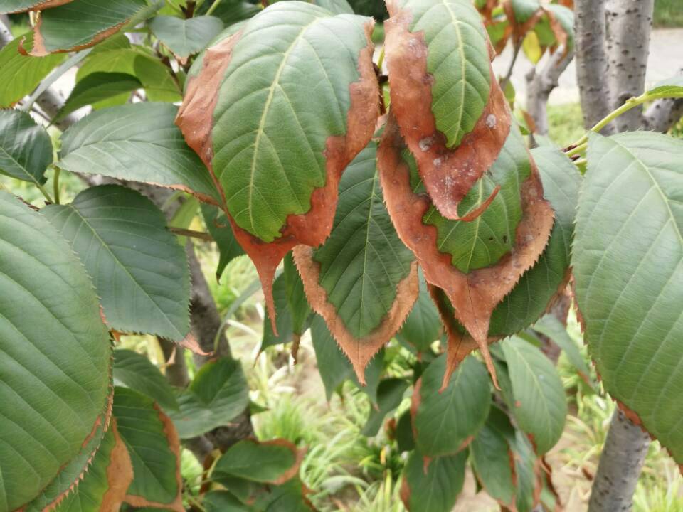 郁金香种植方法：让美丽在花园绽放
