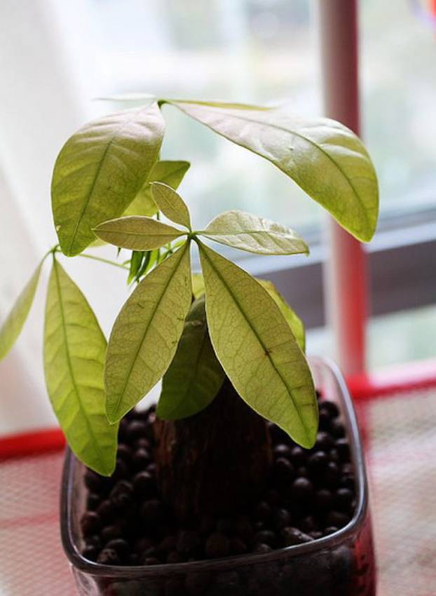锻苗的方法：培育健壮植物的关键步骤