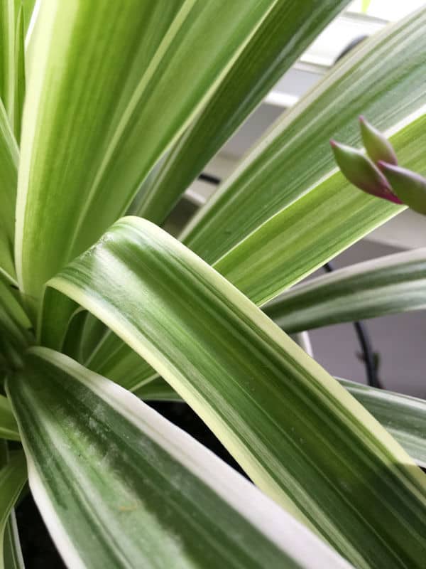 种植油菜方法：掌握关键步骤，实现丰收