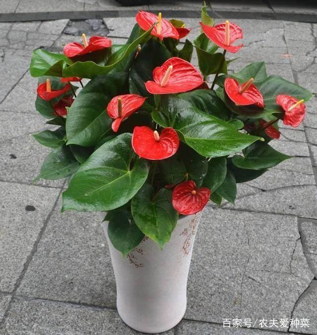 大岩桐花扦插培育方法