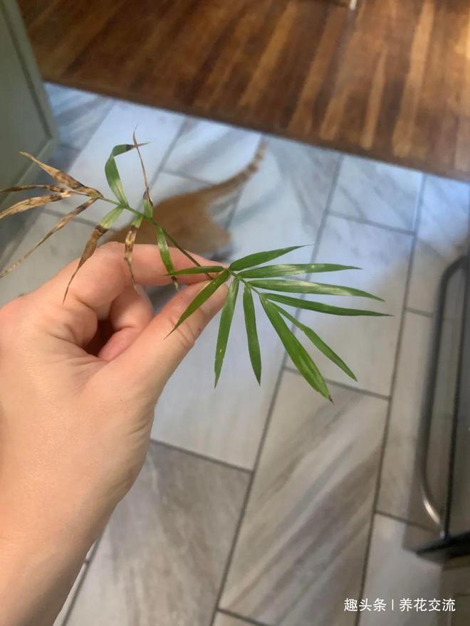 兰花怎么养护方法：专家园丁的细致指南