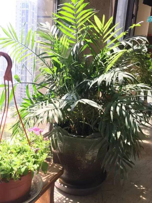 标题：彼岸花水培方法——探索独特的养护之道