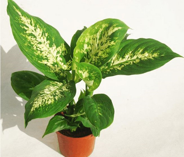 # 盆栽菠萝怎么种植方法：园艺新手的创意指南