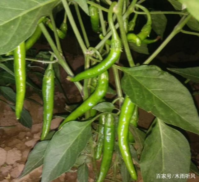 佛手种植方法：培育芬芳佳果的秘诀