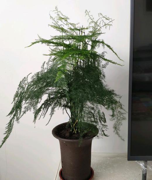 常见的盆栽图片及名称：打造您的绿色家园