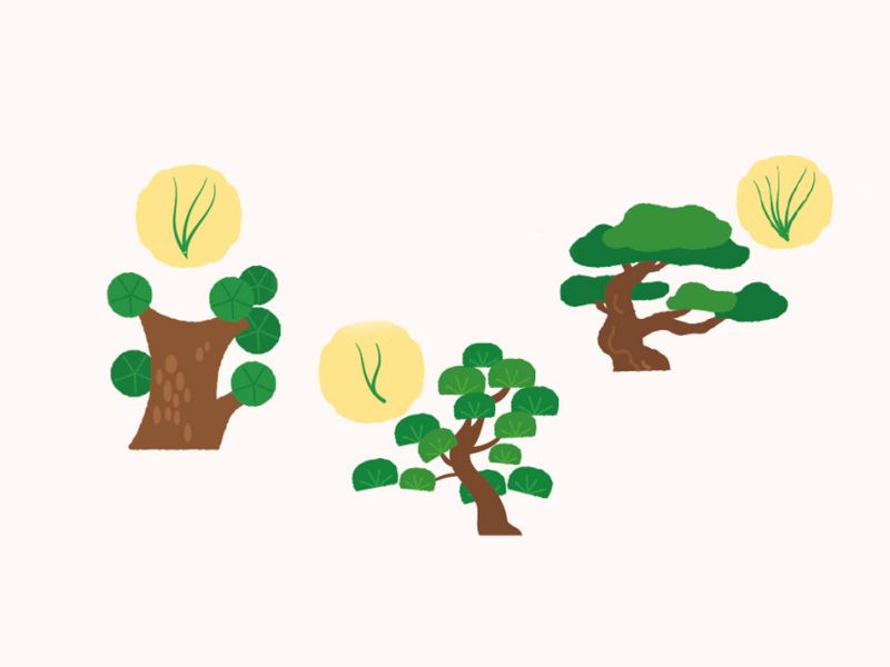龟背竹养植方法：打造室内绿色氧吧