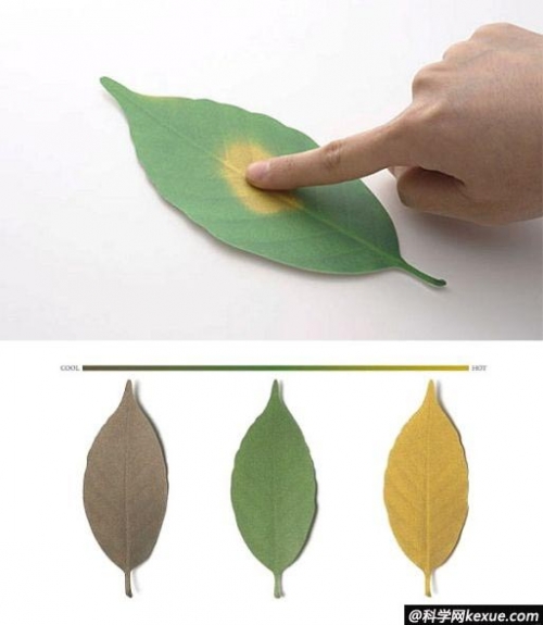 西兰花种植方法：从选种到收获的全方位指南