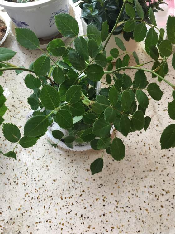 芦荟养植方法：家庭绿植养护全攻略