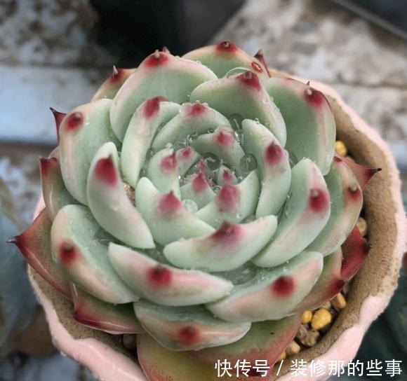 山茶花养殖方法和注意事项