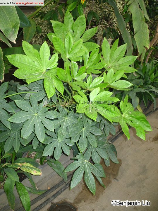钱窜树的扦插：掌握技巧，实现快速繁殖