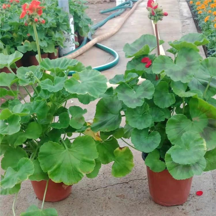 药芹的种植方法：掌握技巧，轻松培养健康药芹