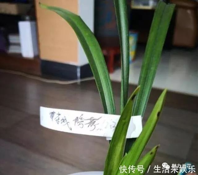 花卉一帆风顺养殖方法