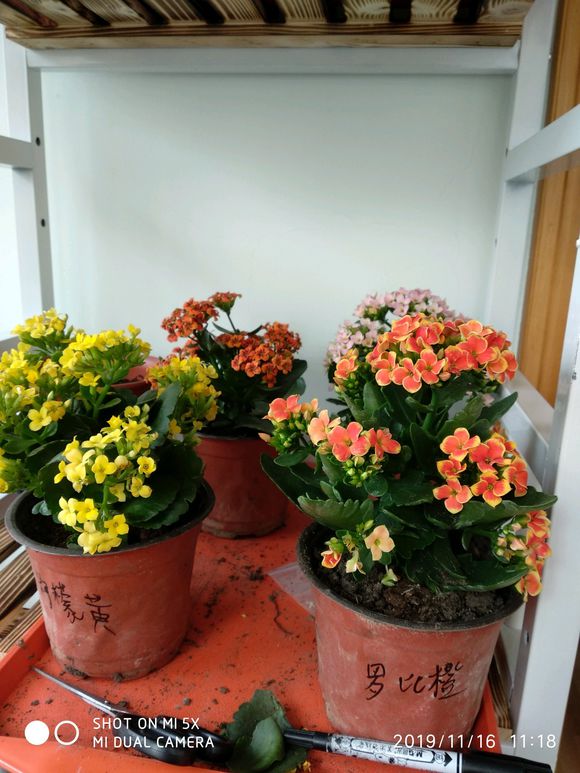芹菜的播种方法：种植技巧与实践指南