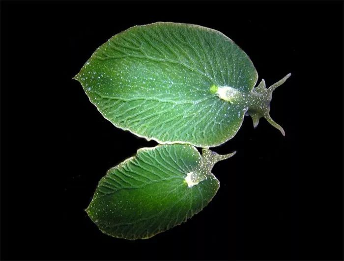 矢车菊种植方法：打造梦幻花海的秘诀