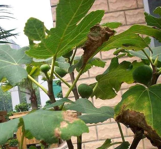 石斛种植方法用什么土？揭开石斛养殖的土壤秘密