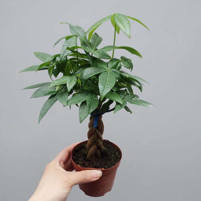 花椒树修剪方法：掌握技巧，提升花椒品质
