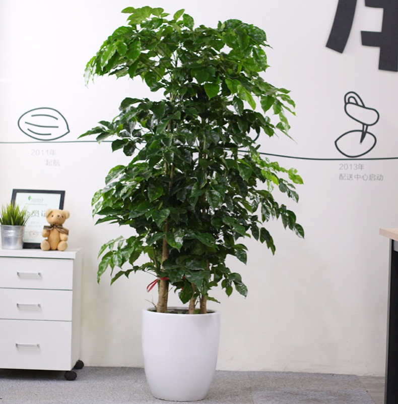 虎皮兰养护方法：让你的绿植生活更精彩