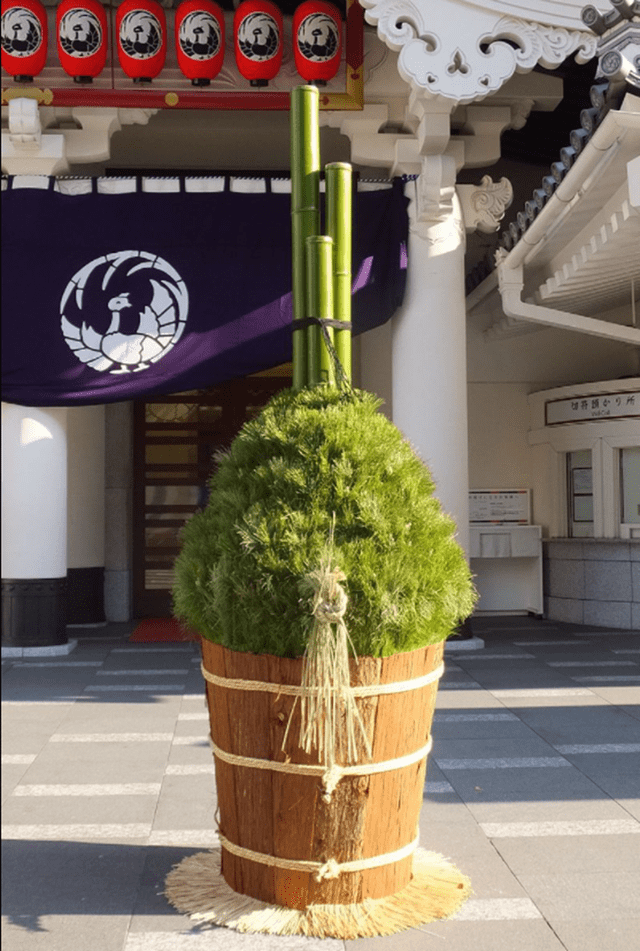 绿萝无叶扦插方法：探索高效繁殖新技巧